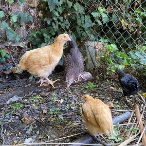 Meet your Posher, Eb